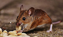 24 Hour & Emergency Exterminators in Rancho Dominguez, CA